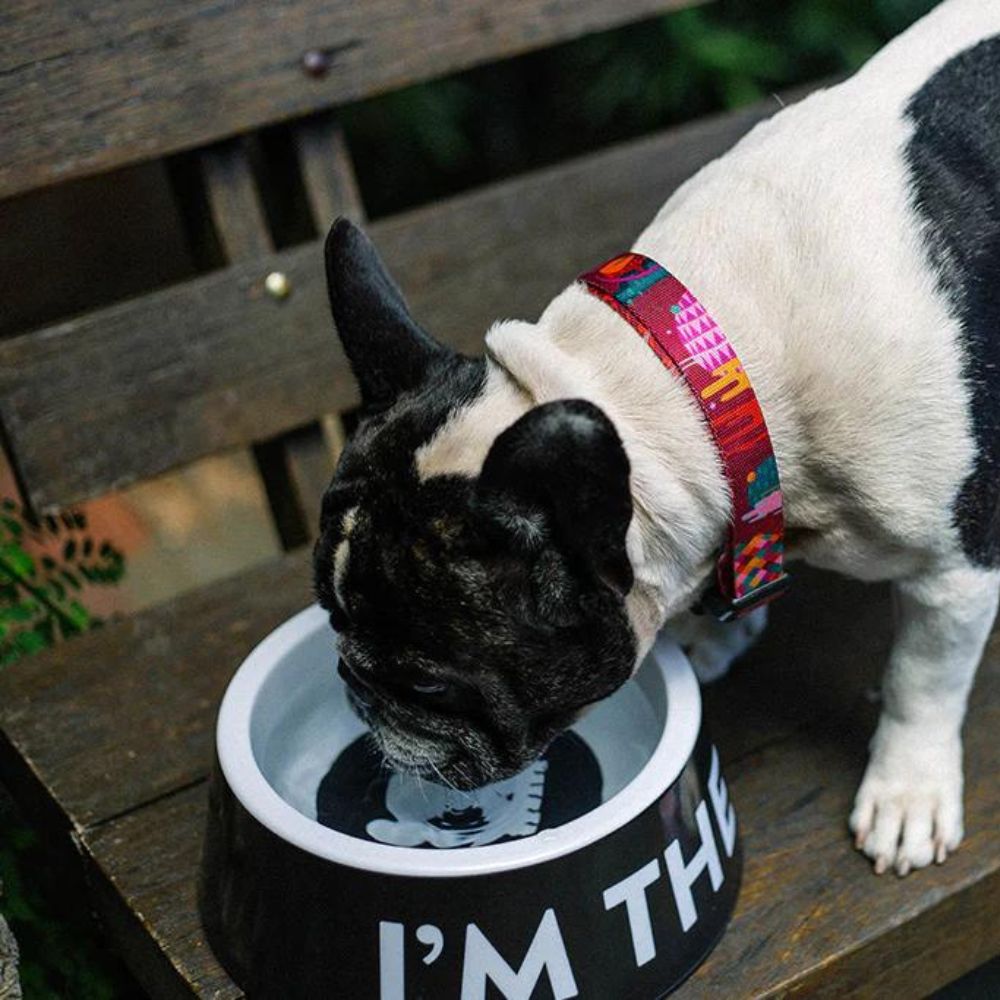 Zee.dog posoda I’m the Boss Črna