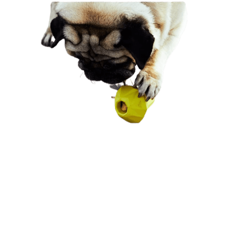 Zee.dog hruška