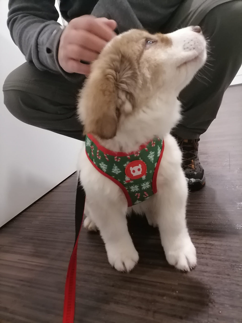 Zee.dog oprsnica mehka Rudolph