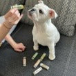 Natural Dog Company Pasji organski zdravilni balzam za smrček - Snout Soother