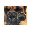 Natural Dog Company Pasji organski zdravilni balzam za smrček - Snout Soother
