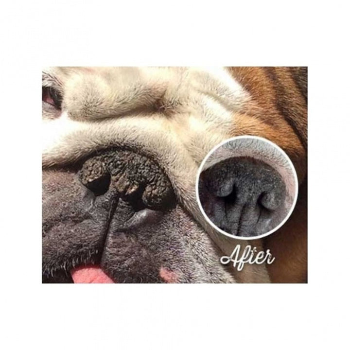 Natural Dog Company Pasji organski zdravilni balzam za smrček - Snout Soother