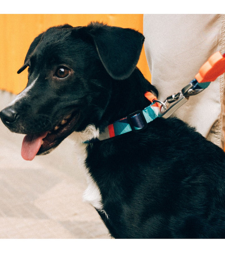 Zee.dog ovratnica za psa Ella
