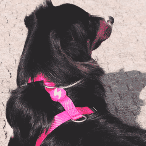 Dashi H-oprsnica Solid Pink