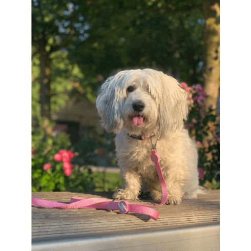 Dashi ovratnica Solid Baby Pink
