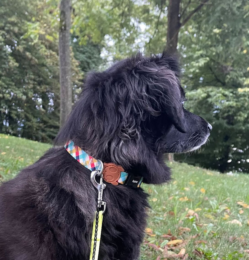 Zee.dog ovratnica Phantom