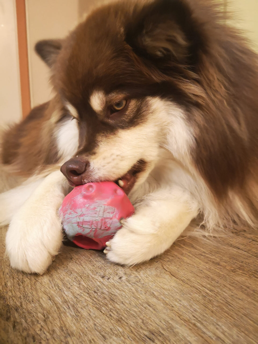 Zee.dog interaktivna igrača Meteor
