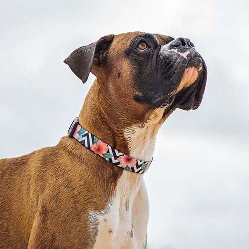 Zee.dog ovratnica Mahalo