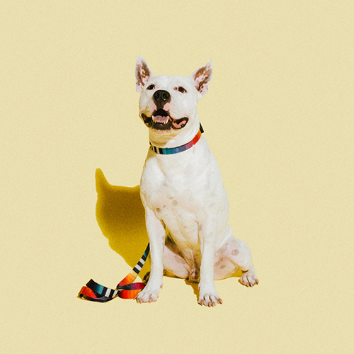 Zee.dog ovratnica Prisma