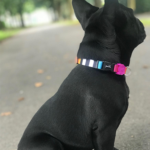 Zee.dog ovratnica Prisma
