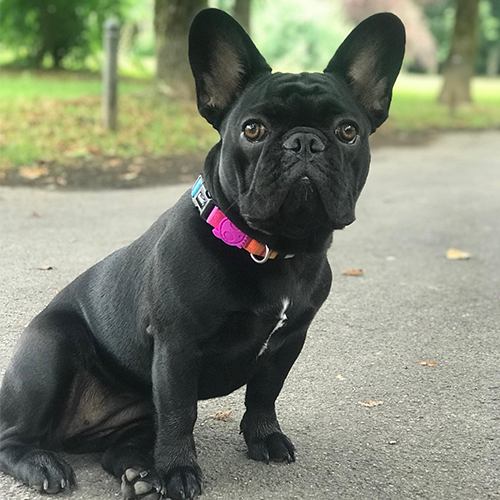 Zee.dog ovratnica Prisma