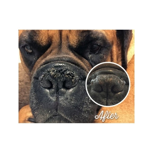 Natural Dog Company Pasji organski zdravilni balzam za smrček - Snout Soother
