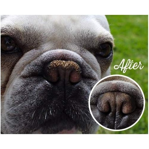 Natural Dog Company Pasji organski zdravilni balzam za smrček - Snout Soother