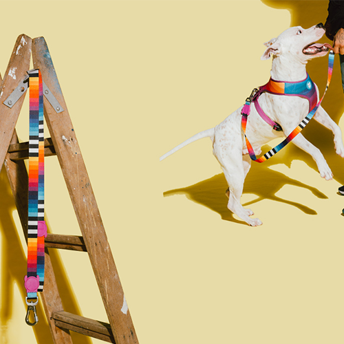 Zee.dog povodec Prisma