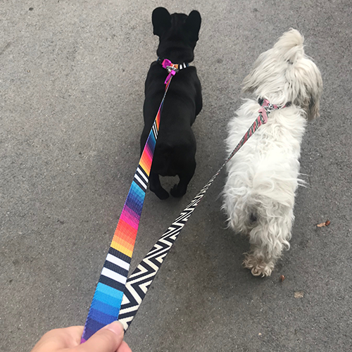 Zee.dog povodec Prisma