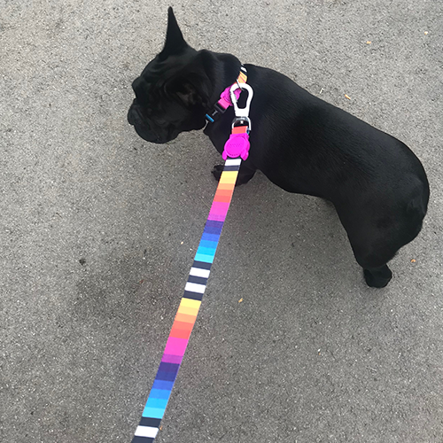 Zee.dog povodec Prisma
