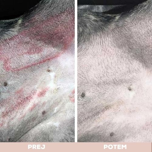 Natural Dog Company Pasji organski zdravilni balzam-Skin Soother