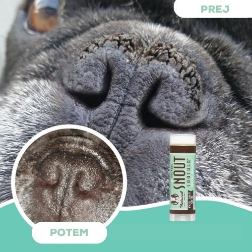 Natural Dog Company Pasji organski zdravilni balzam za smrček - Snout Soother