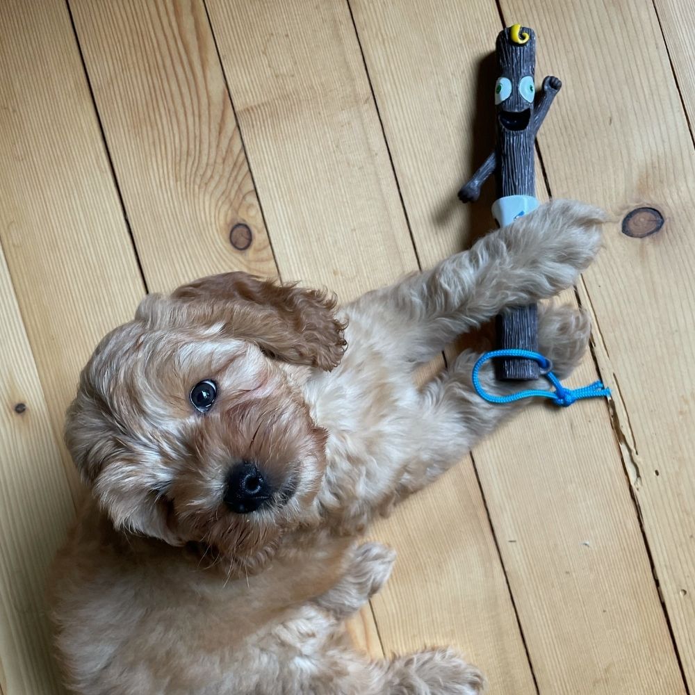Doog Palica Baby Barkley