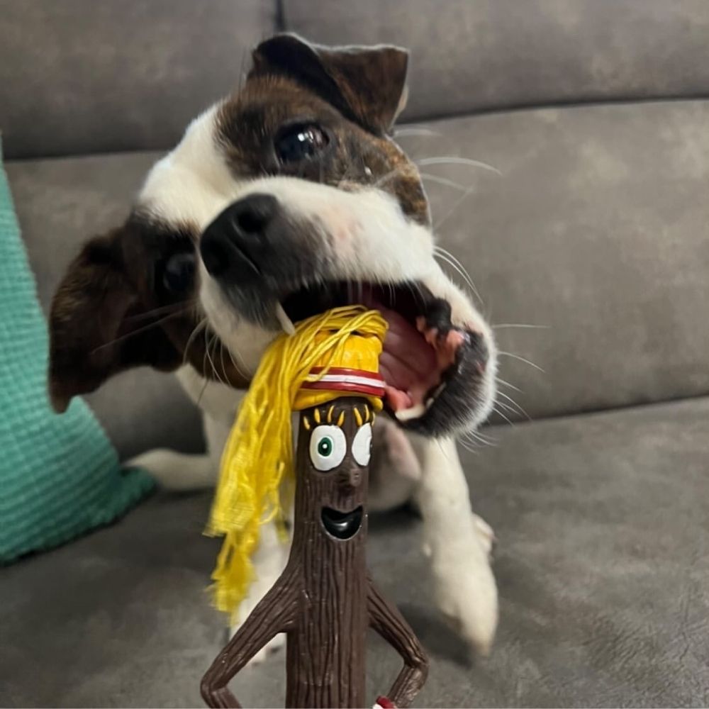 Doog Palica Willow