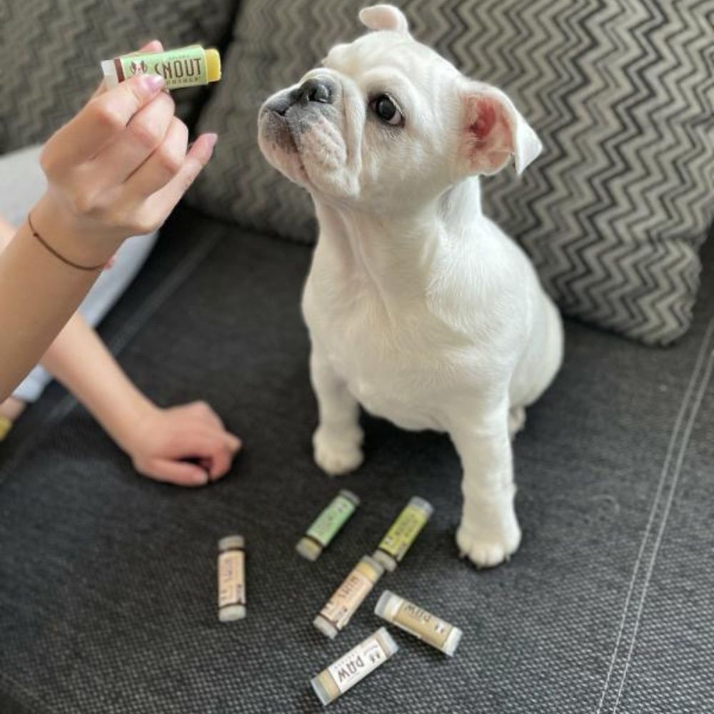 Natural Dog Company Pasji organski zdravilni balzam zaščita za pasje tačke - Pawtection