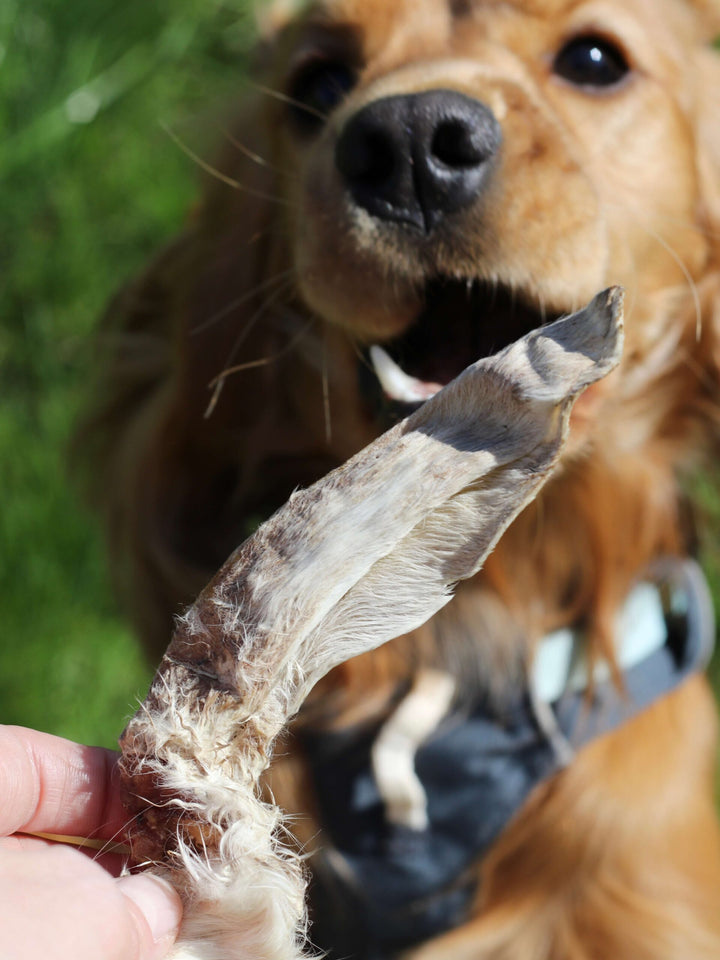 BARO Natural Chews, zajčja ušesa z dlako, 100g