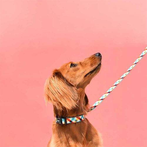 Zee.dog povodec Phantom