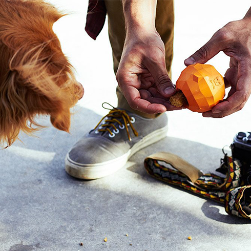 Zee.dog pomaranča