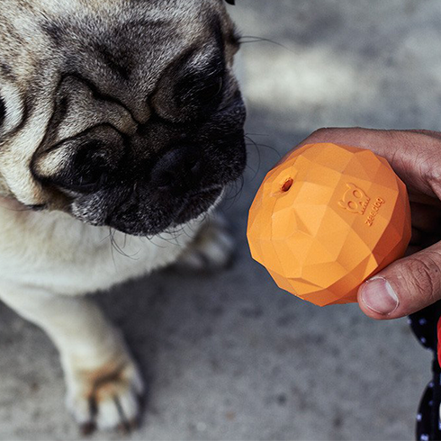 Zee.dog pomaranča