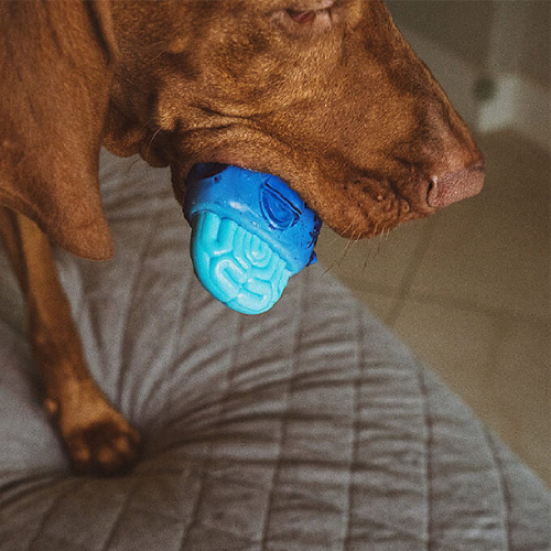 Zee.dog grizalo Brain Freeze