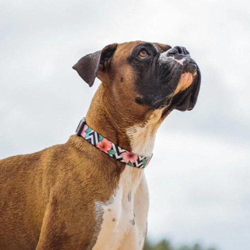 Zee.dog ovratnica Mahalo