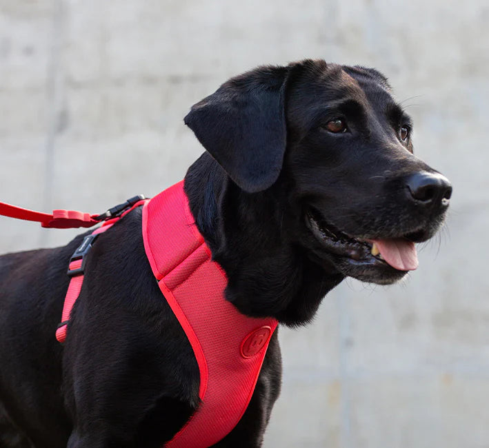 Zee.dog nastavljiva mehka oprsnica Coral