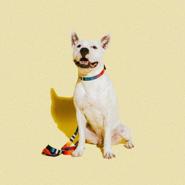 Zee.dog ovratnica Prisma