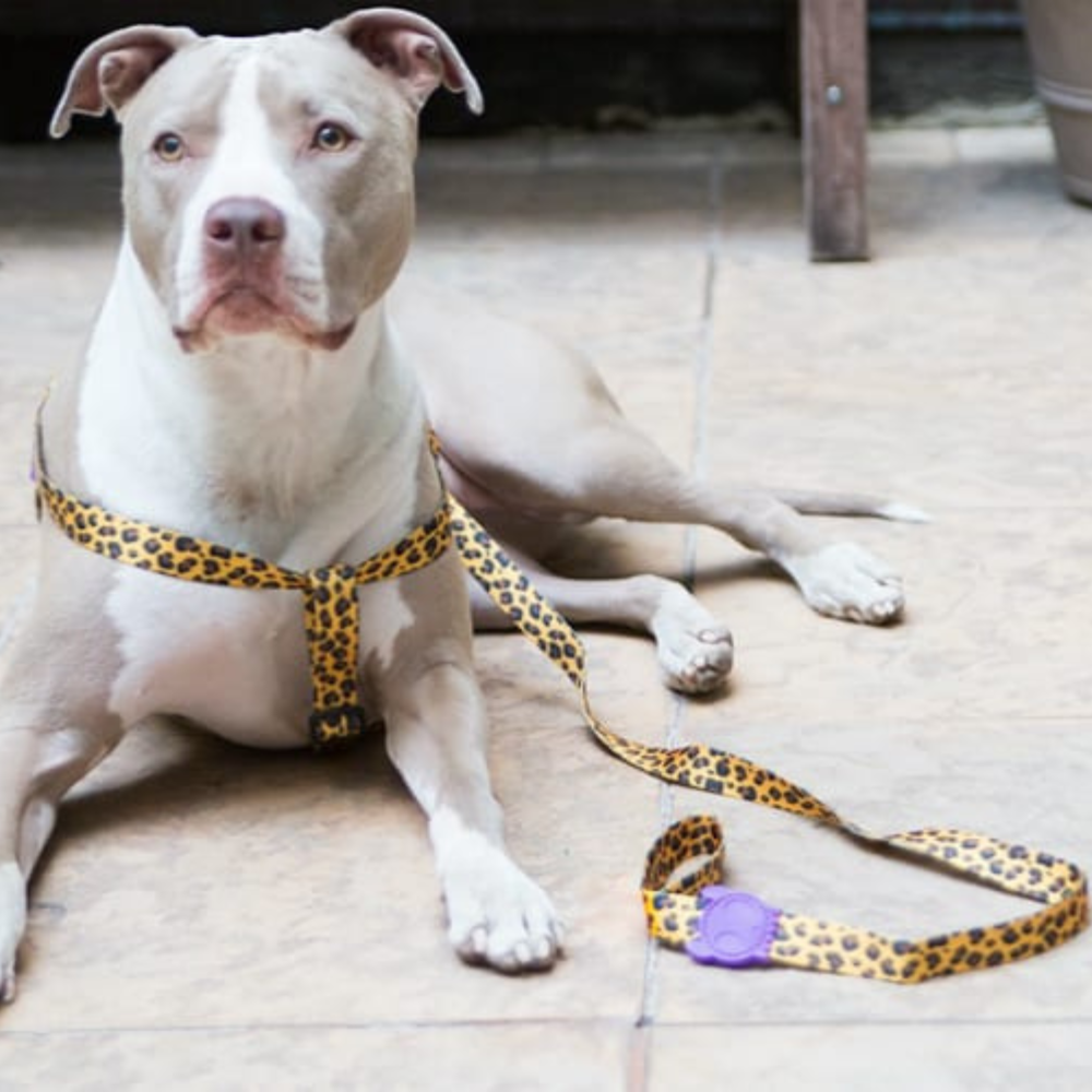 Zee.dog povodec Honey