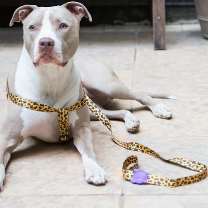 Zee.dog povodec Honey
