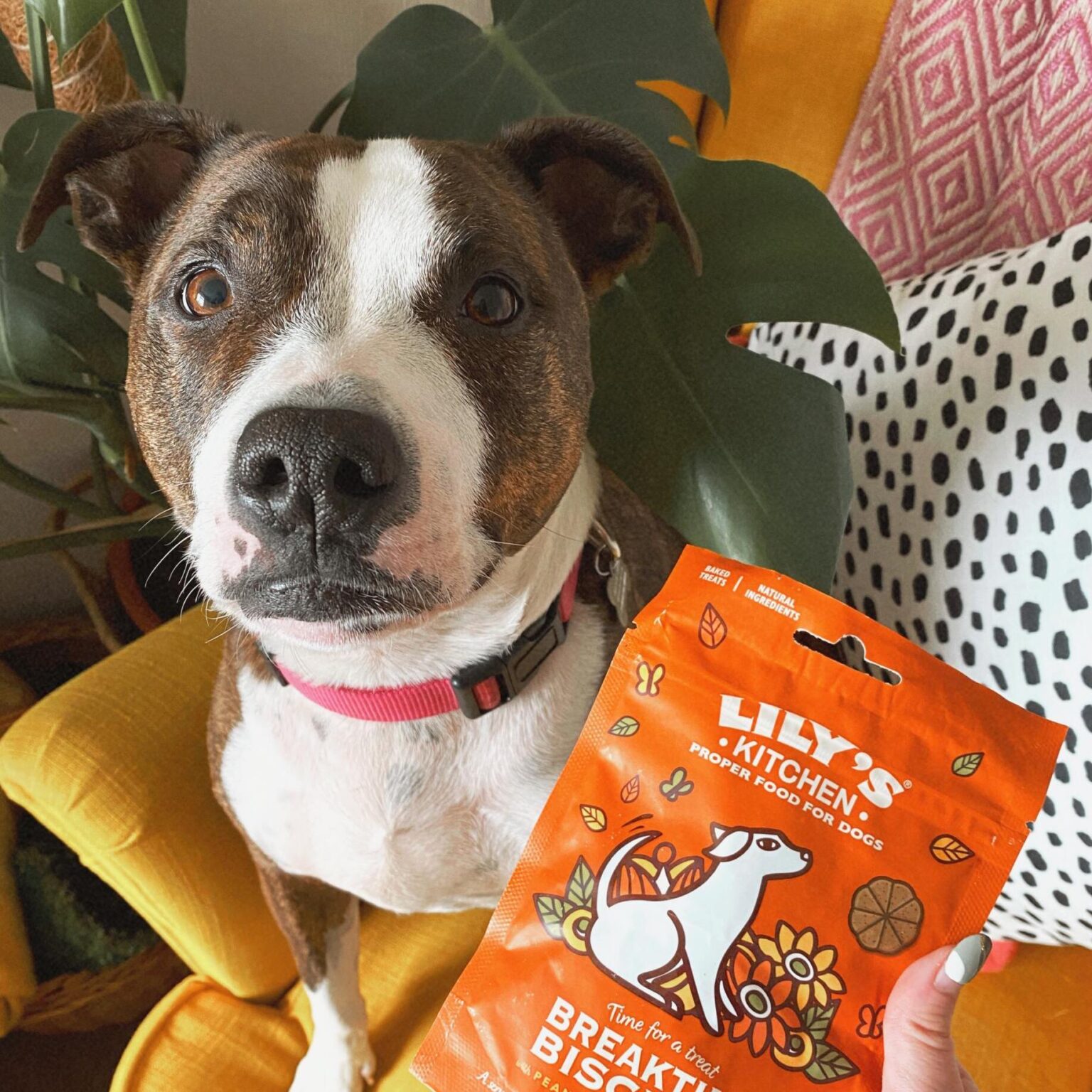 Lily’s Kitchen priboljški Breaktime Biscuits Pasja Gajba