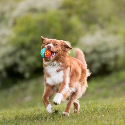 PLAY trpežna žoga za pse
