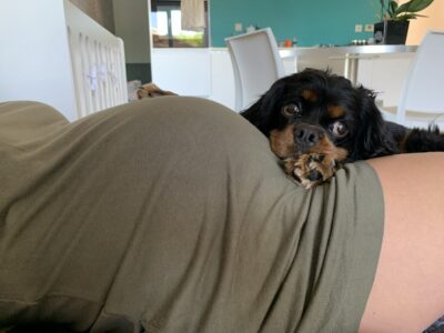 prihod-dojencka-in-pes