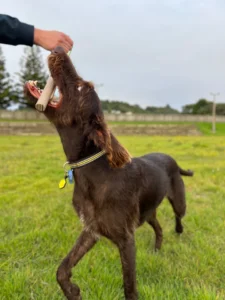 lesena-palica-slika-2